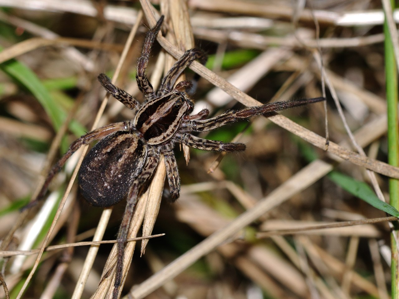 Hogna radiata